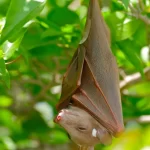 Epauletted fruit bat